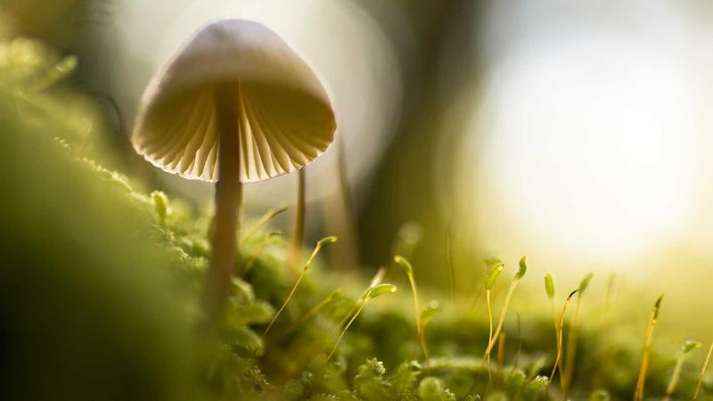 清华总裁班股权激励落地指导有吗？
